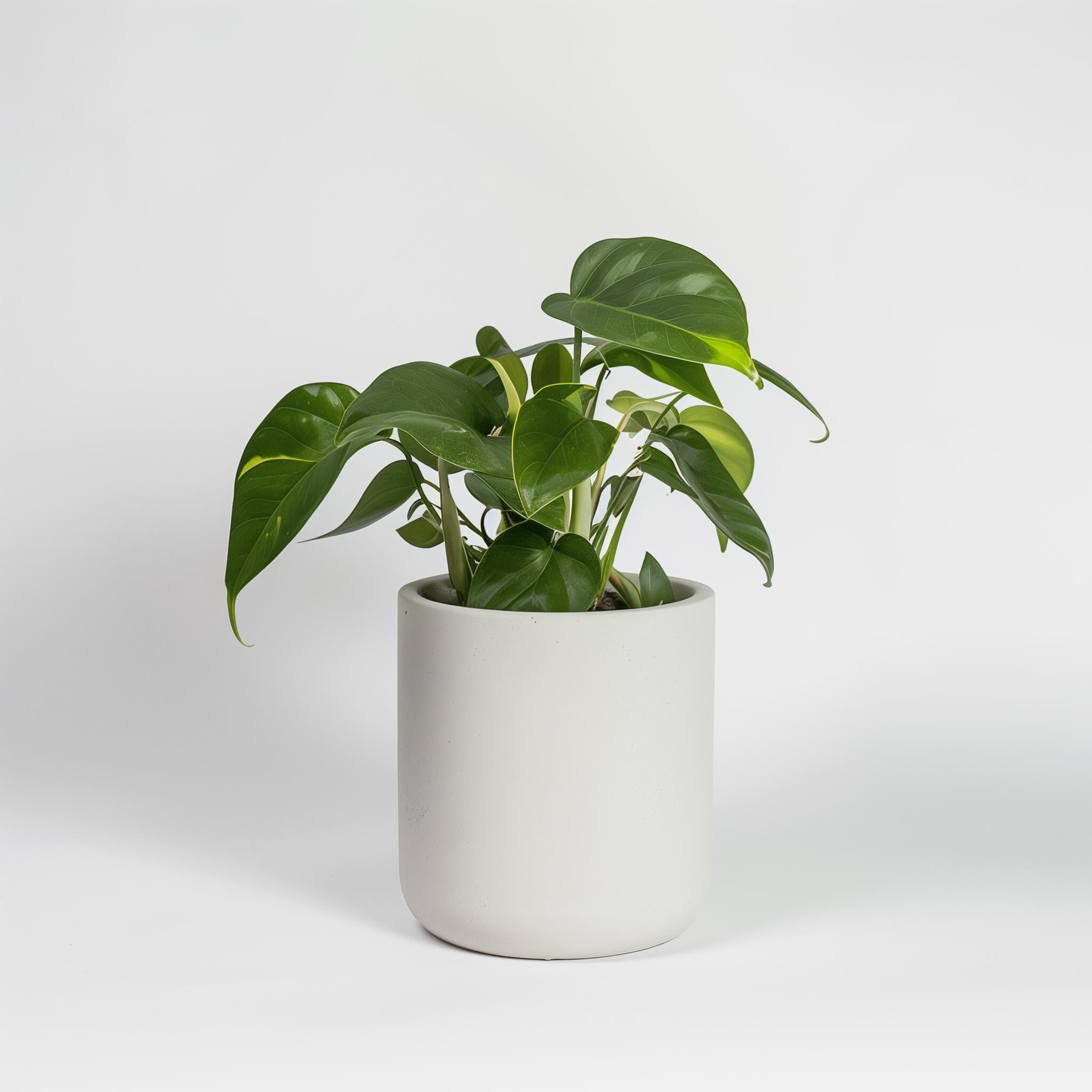 Pothos Plant: Epipremnum Aureum